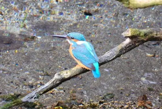 カワセミも