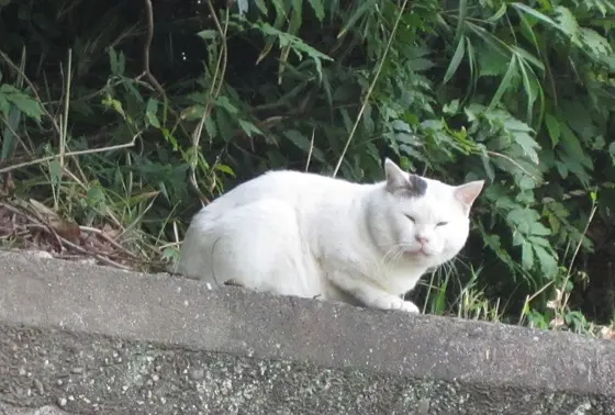 ねこいっぱい