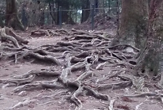 木の根道
