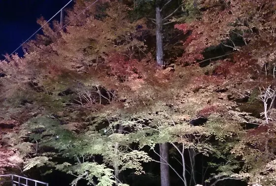 もみじのトンネル
