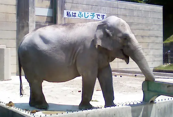 ぞうのふじ子さん