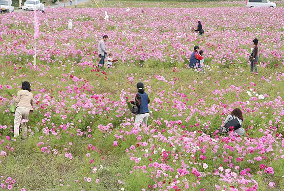 摘み取り自由