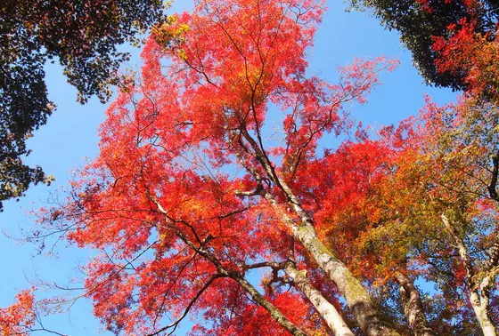 滝周辺の紅葉