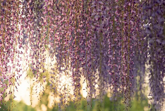 藤と夕焼けのコラボレーション