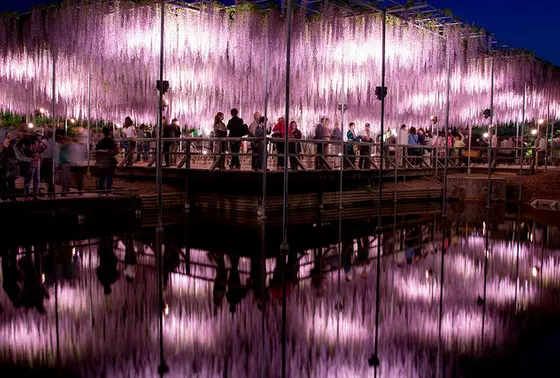 水面に反射する藤のライトアップ