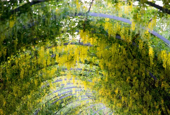 黄藤のトンネル