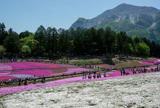 武甲山と芝桜とのコラボ