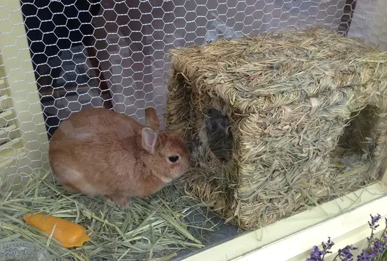 うさぎ♡