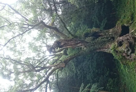 有名な樹を観賞