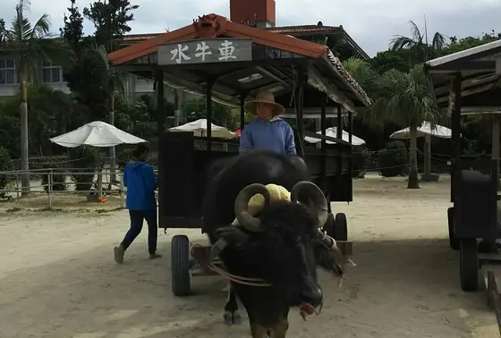 水牛観光