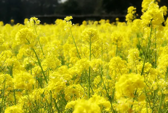 菜の花だけ