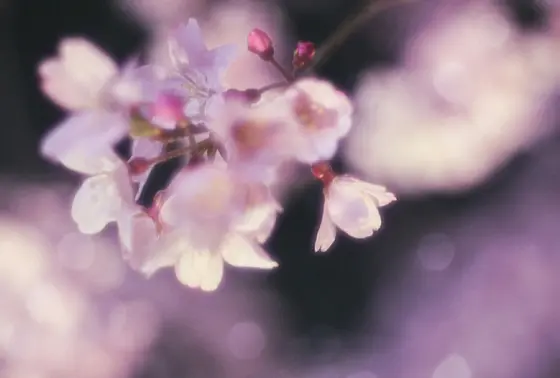 癒し