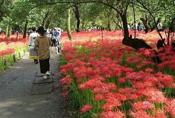 てくてく