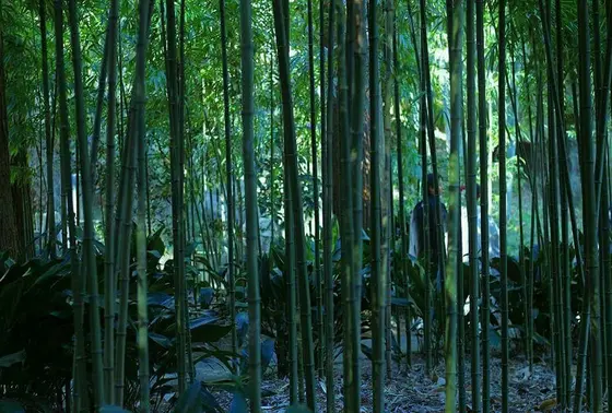 竹林