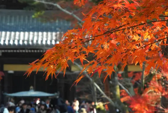 まさにバッチリの紅葉