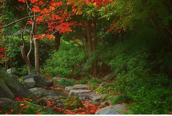 紅葉の川