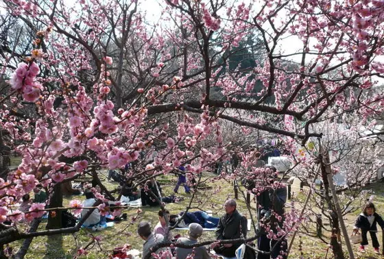 公園内の梅林
