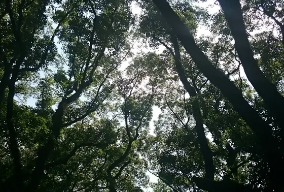参道