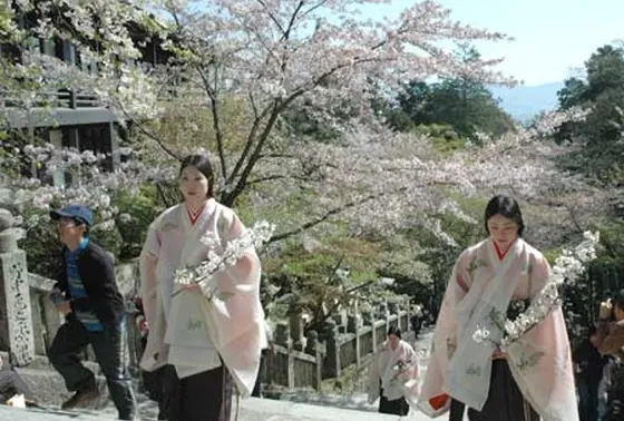 桜がいっぱい（桜馬場）