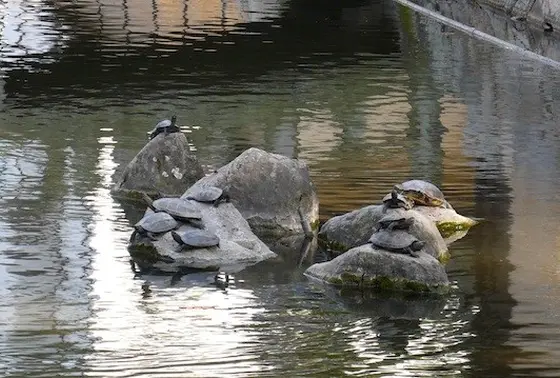 カメだらけ