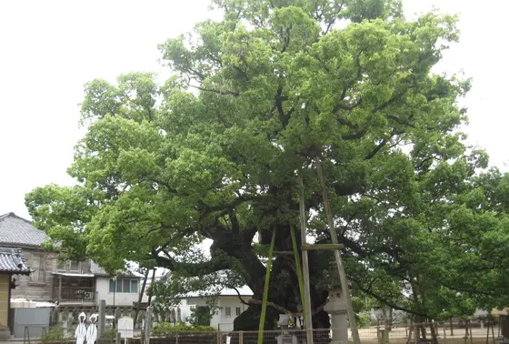 巨大クスノキ
