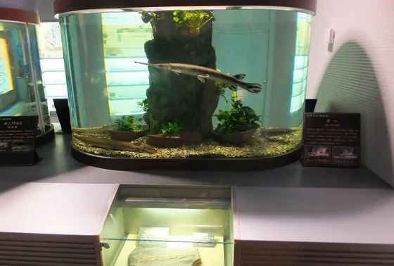入ってすぐの古代魚ゾーン
