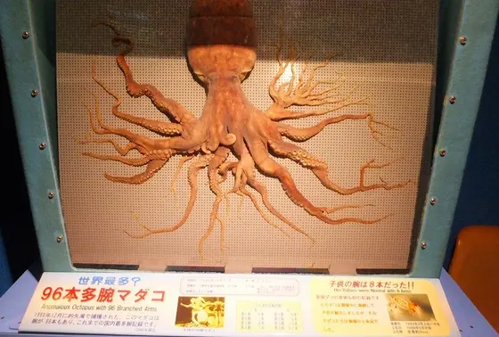 世界一の多足タコ標本