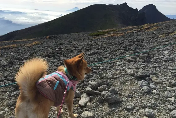 富士山のお姿は忘れずにチェックを!