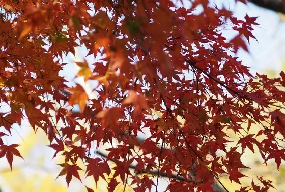 紅葉が素敵