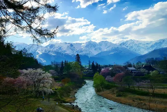 桜が満開