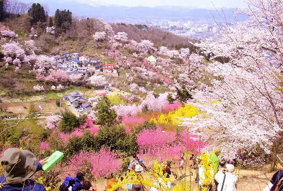 花見山の見晴らし