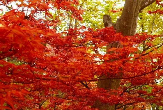 秋の紅葉