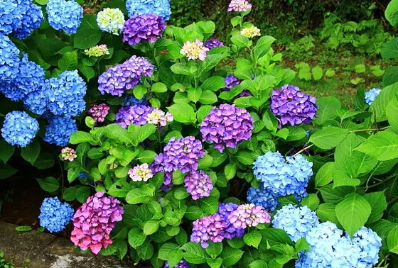 鮮やかなアジサイ群