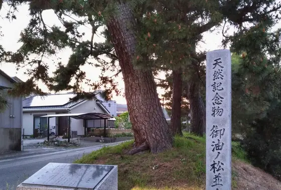 天然記念物　御油の松並木