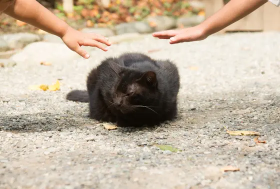 有名な猫