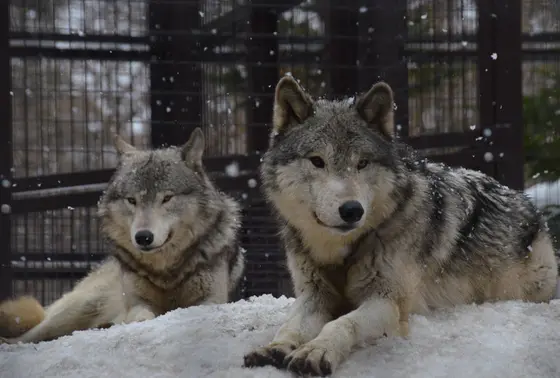 エゾシカ・オオカミ舎