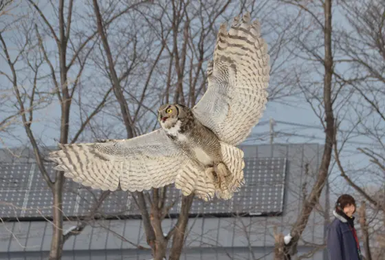 猛禽類のフリーフライト