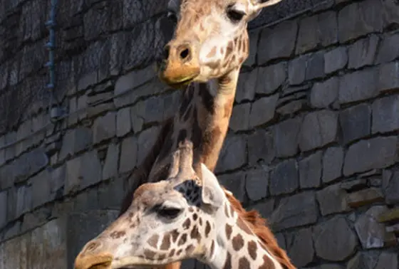 ナナコはキリン舎へ！