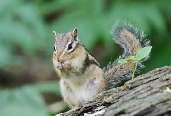 野生動物の宝庫！