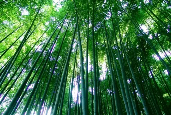 自然の力強さ