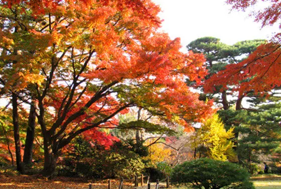 これからは紅葉