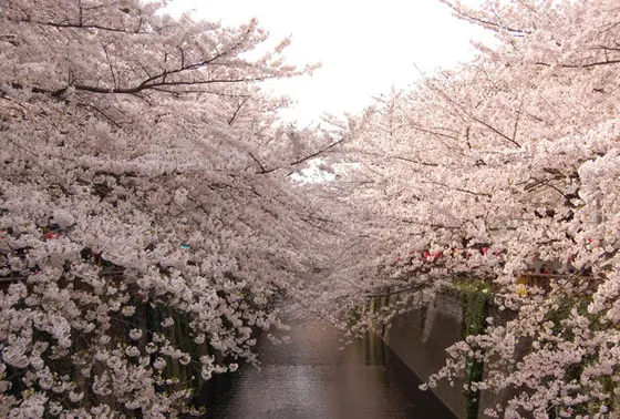 桜だと・・・