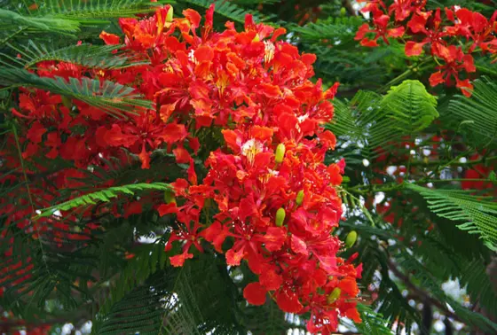 竹富の花々
