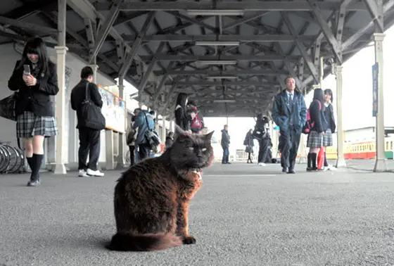看板猫の おさむ