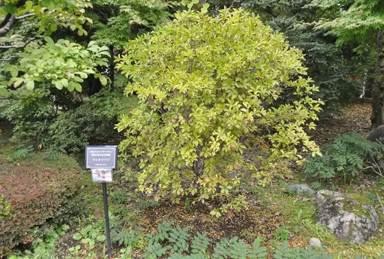 東京スカイツリータウン2周年記念樹