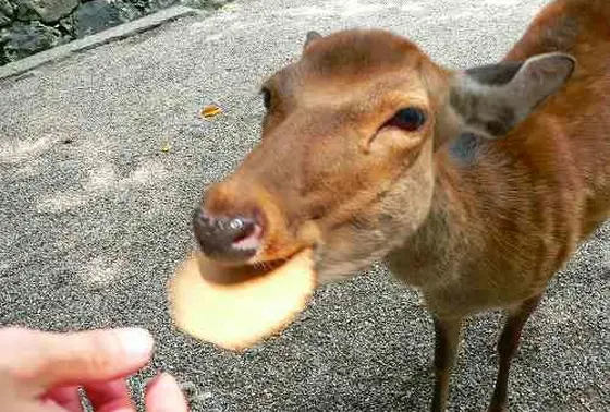 鹿！