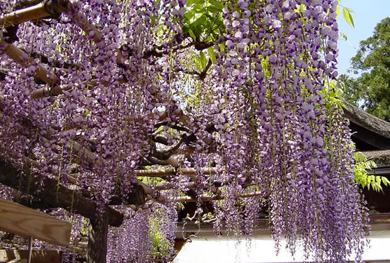 砂ずりの藤