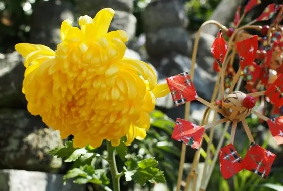 いろんな花が沢山♪