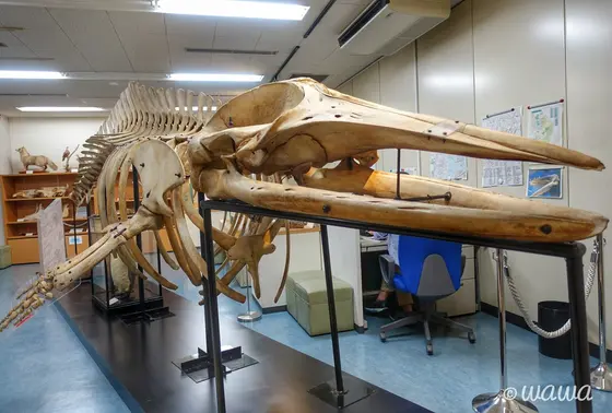触れるクジラ