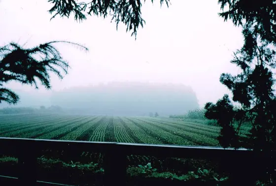 朝もやがかかった風景